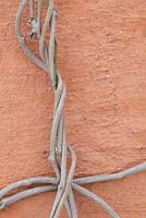 Aristolochia macrophylla - Dutchman's pipe against terracotta coloured stucco wall in winter
