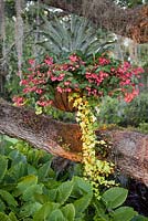 Tropical hanging basket in Live Oak with a combination of Bromeliad Alcantarea Odorata, Begonia - Pink Begonia Dragon Wing and Algerian Ivy syn. Canary Island Ivy syn. North African Ivy