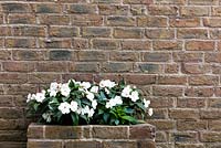 Catharanthus roseus - Madagascar Periwinkle in brick wall container