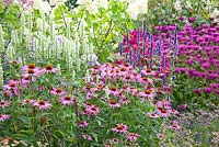 Summer border with Echinacea purpurea, Phlox 'Le Mahdi', Agastache 'Blackadder', Monarda 'Vintage Vine', Sedum 'Veluwse Wakel' and Agastache 'Alabaster'