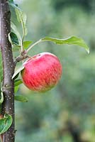 Malus domestica - Apple 'Santana' on a tree