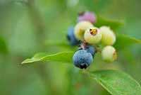 Vaccinium corymbosum - Blueberry 'Earliblue' 