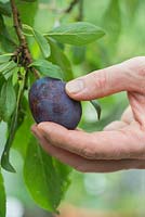 Prunus Domestica - Picking a Verity plum from the tree