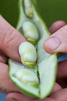 Vicia faba - Shelling Broad beans