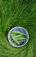Pisum sativum - Pea 'Alderman' pods in a bowl on long grass