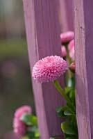 Bellis perennis between pink painted fence.