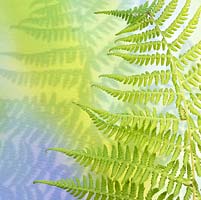 Portrait close up study of Fern frond and shadow