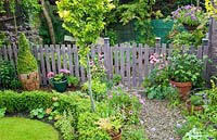 Picket fence and gate treated with lavender coloured wood preservative, High Meadow Garden in summer