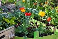 Repotting Iceland poppies step by step - Poppies and saxifrage from the market in wooden boxes 