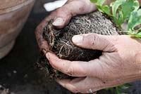 Repotting Iceland poppies step by step - The tight root ball is broken up with both hands