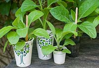Recycled paper cups used as starter pots for seedlings