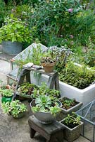 Herbs and succulents in containers on patio