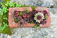 Sempervivum - Houseleeks in old red brick with moss