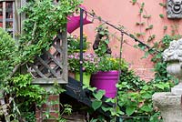 Arrangement of plants in pots and climbers on steps with railings - Euphorbia 'Diamond Frost', Lantana camara and Petunia