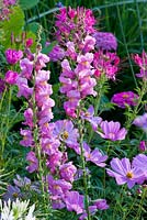 Antirrhinum majus 'Rocket F1 Orchid', Cleome spinosa 'Sparkler Rose' and Cosmos bipinnatus 'Sonata Rosa'