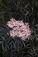 Sambucus nigra f. porphyrophylla 'Eva' (syn. Black Lace)
