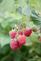 Rubus idaeus 'Octavia' - Raspberry
