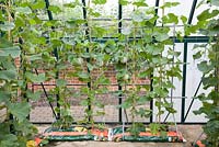 Cucumis melo 'Lunabel' - Melon plants in growbags 
