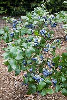 Vaccinium corymbosum 'Northland' - Blueberry