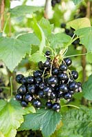 Ribes nigrum 'Ben Hope' - Blackcurrant