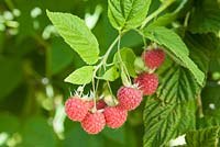 Rubus idaeus 'Malling Leo' syn. 'Leo' - Raspberry
