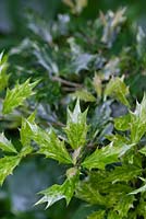 Osmanthus heterophyllus 'Goshiki' - False Holly
