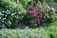 A border of old roses including - Rosa 'Gros Choux d'Hollande', Rosa 'Zigeunerknabe' syn. Rosa 'Gipsy Boy', Rosa 'Celeste' syn. Rosa 'Celestial' and Geraniums - Newland End