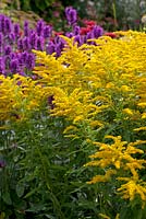 Solidago 'Crown of Rays' which is covered in bees 