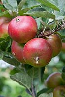Malus domestica 'Devonshire Quarrenden', a very old English apple variety with a strawberry like flavour