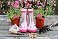 Step by step of planting a pair of recycled kids wellies with Diascia 'Little Dancer' 