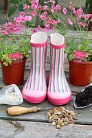 Step by step of planting a pair of recycled kids wellies with Diascia 'Little Dancer'  
