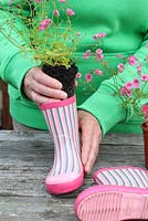 Step by step of planting a pair of recycled kids wellies with Diascia 'Little Dancer' - Placing the plants inside the wellies