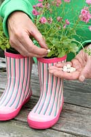 Step by step of planting a pair of recycled kids wellies with Diascia 'Little Dancer' - Adding plant food tablets