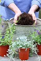 Step by step of planting Diascia 'Maritana Blue Belle' and Dichondra 'Silver Falls' in recycled bucket - Adding compost