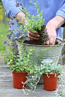 Step by step of planting Diascia 'Maritana Blue Belle' and Dichondra 'Silver Falls' in recycled bucket - Adding the plants