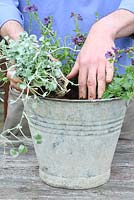 Step by step of planting Diascia 'Maritana Blue Belle' and Dichondra 'Silver Falls' in recycled bucket - Adding the plants