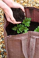 Step by step of planting seed potatoes 'Charlotte' in a growing bag - As shoots appear, cover with another layer of compost 4 inches deep and repeat this process twice more until 2 inches from the top of the bag