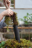 Making a strawberry planter - Continue to add trays of plants until stack is about six high then pack the tube with moss to aid water retention