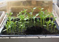 Capsicum annuum 'Californian Wonder' - Sweet pepper seedlings in propogator ready to be transplanted