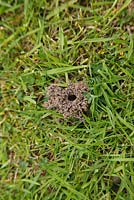 Mining bees nest on the lawn