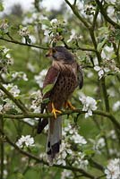 Falco tinnunculus - Kestral perching amongst apple blossom