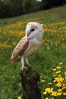 Tyto alba - Barn Owl perching on fence post in meadow