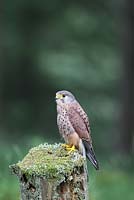 Falco tinnunculus - Kestral male perching on stump in woodland