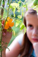 Girl picking centiflor tomatoes raised in terracotta container