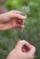 Propagation of lavender - Remove the lower pairs of leaves so that the cutting has a length of bare stem that can be cleanly inserted into the compost