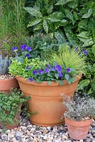 Step by step - Purple and green container with Euphorbia 'Baby Charm', Viola 'Avalanche Blue', Festuca 'Golden Toupee', Origanum 'Aureum Gold' and Heuchera 'Marvelous Marble'