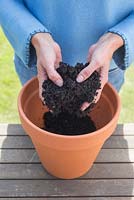 Step by step - planting container of Tulip 'Princess Irene' bulbs. Adding compost