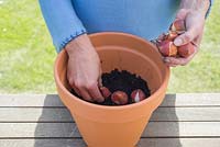 Step by step - planting container of Tulip 'Princess Irene' bulbs. Placing bulbs in pot