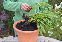 Step by step - planting Wallflower 'Dwarf Purple' in container. Separating plants and adding to pot