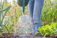 Step by step - Planting broad bean 'Aquadulce Claudia' in raised bed. Watering freshly sown seeds